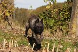 BOUVIER DES ARDENNES 302